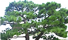 나무 校木 · School Tree